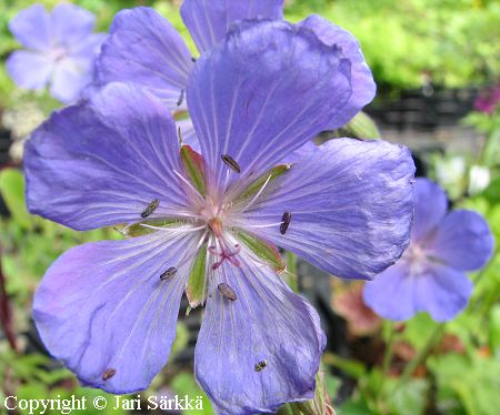 Geranium Regelii-Ryhm, kurjenpolvi